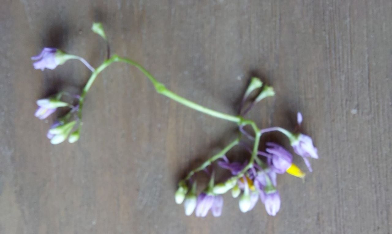 Bloempjes van de plant bitterzoet (foto: Bob van Soolingen).