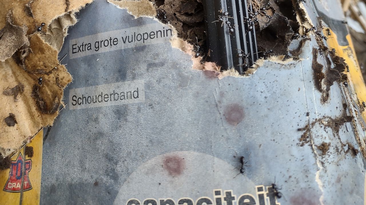 Een tuinmier (foto: Jacqueline Dragt).