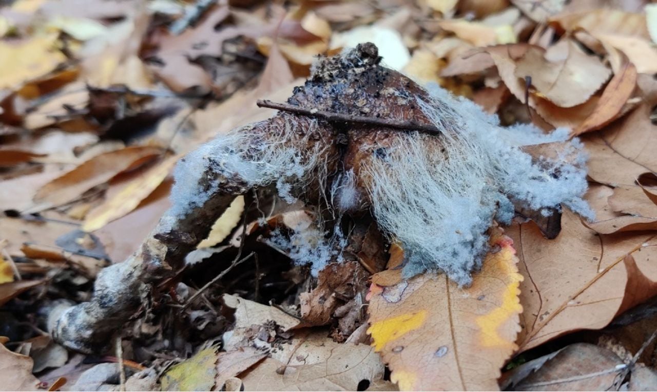 Schimmel eet boleet op, en zo wordt in een natuurlijk systeem alles netjes opgeruimd, foto José Geerts 