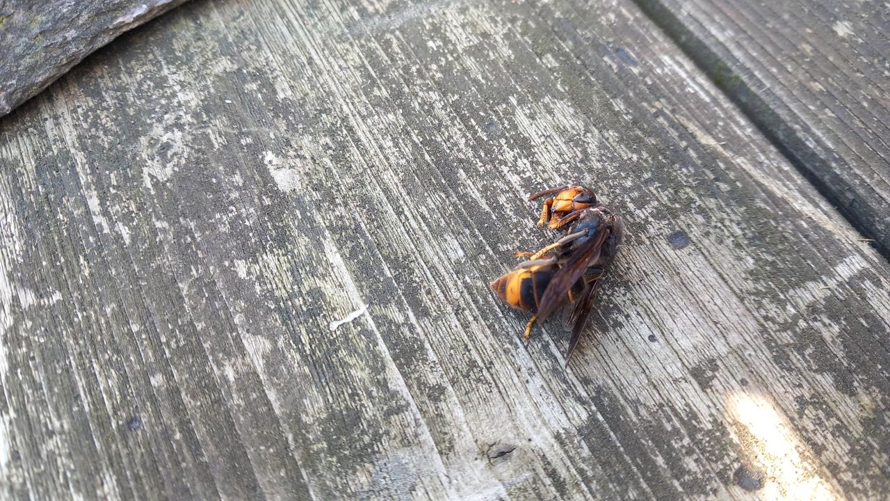 Een Aziatische hoornaar (foto: Mario Mulders).