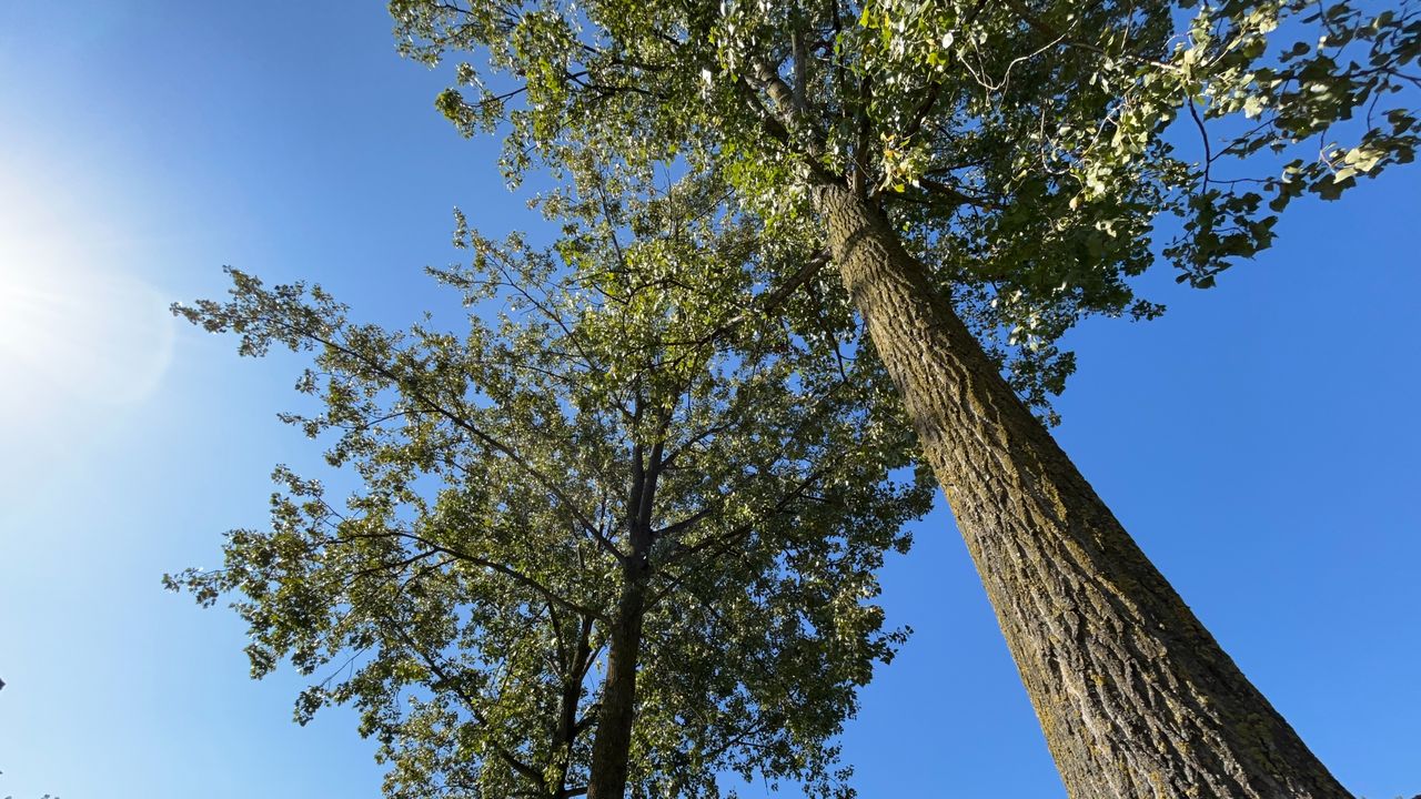 foto: Rogier van Son