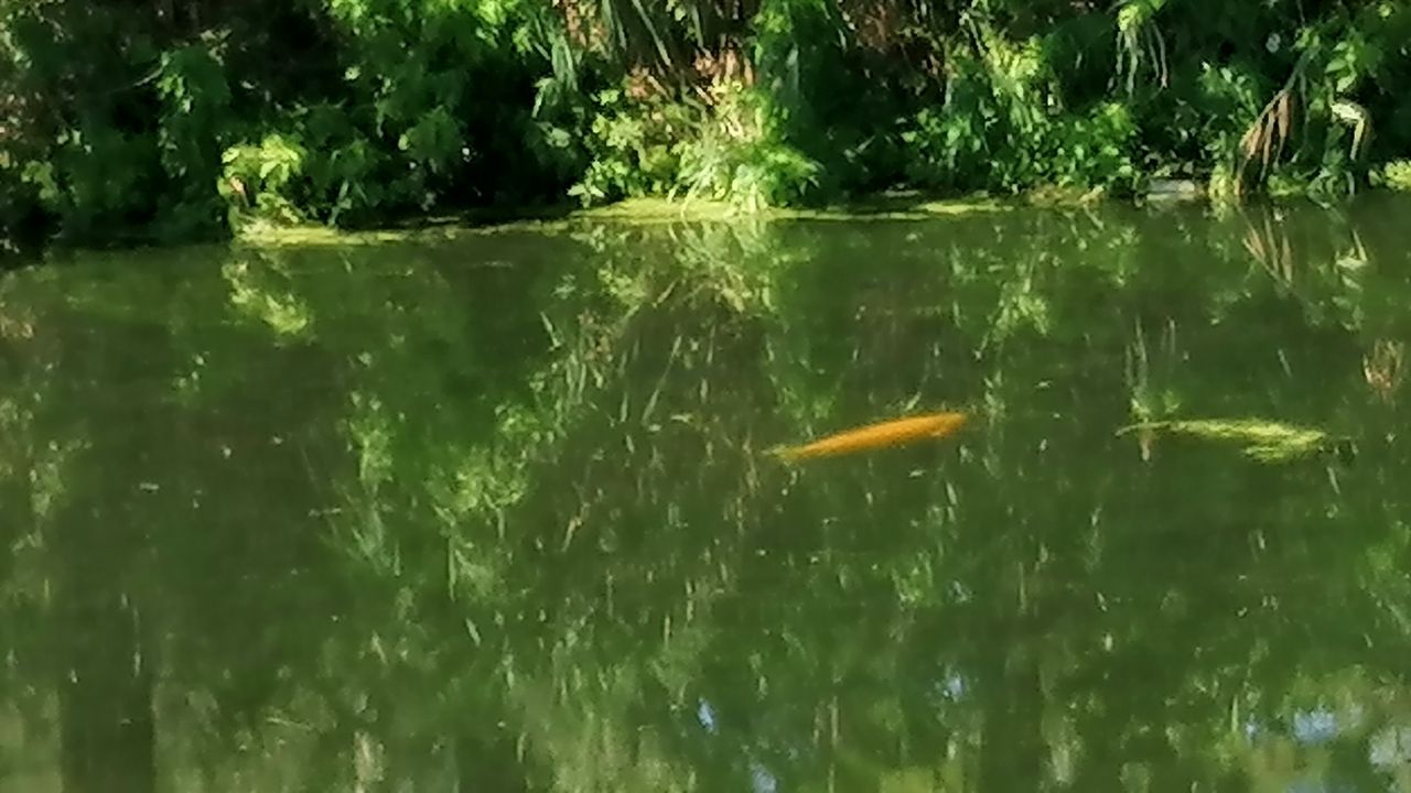 Een goudkarper (foto: Hilda Vogels).