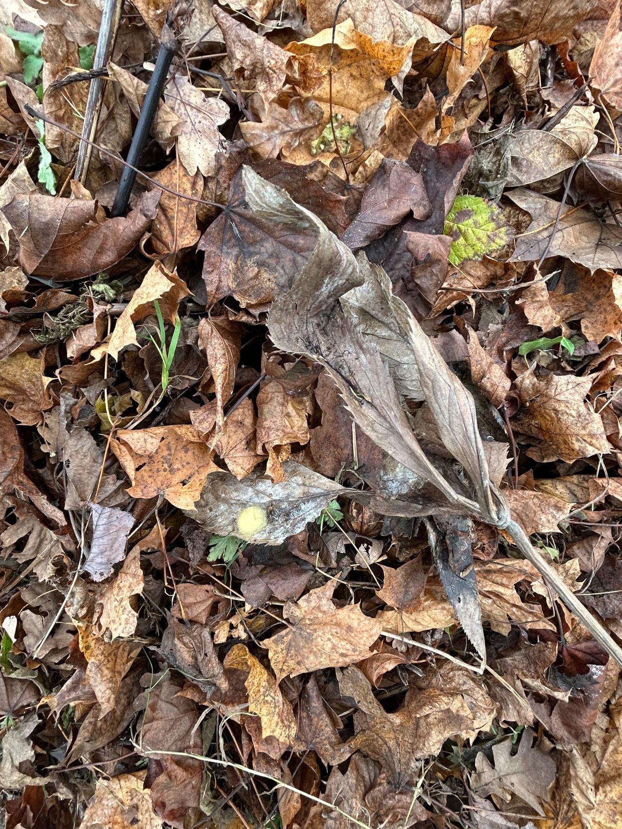 Een eicocon kruisspin (foto: Chris van der Rijt)