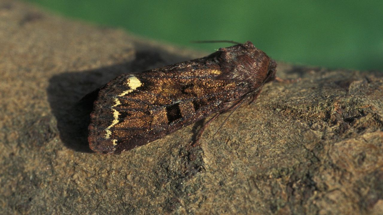 Een erwtenuil (foto: Vlinderstichting/Nely Honig).