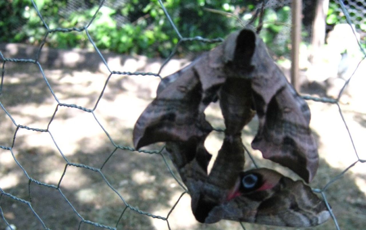 Parende pauwoogpijlstaarten (foto: Simon Wessels).