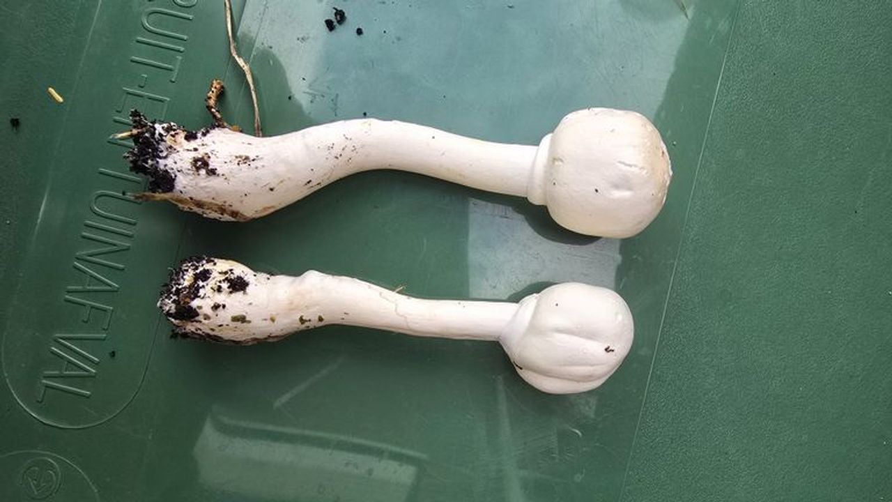 Dit zijn geen kleverige knolamanieten, maar champignonparasollen (foto: Jack).