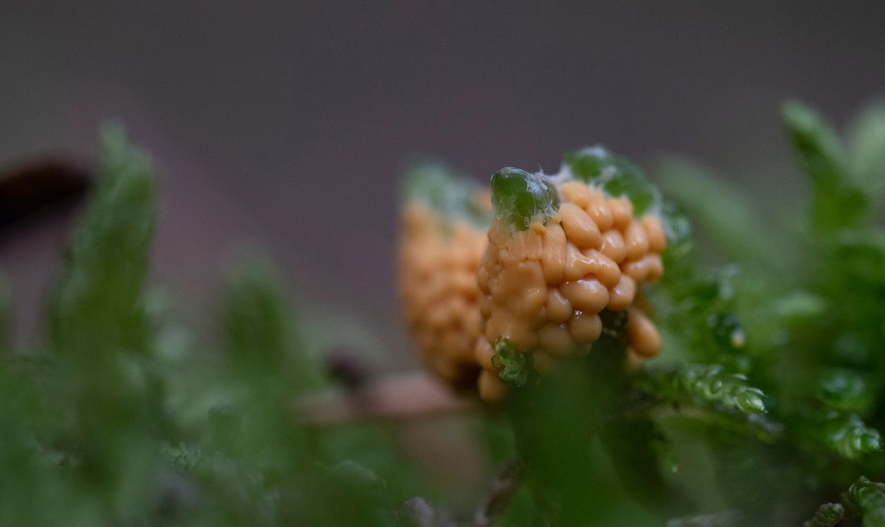 Het glanzend druivenpitje (foto: Jules Andela).