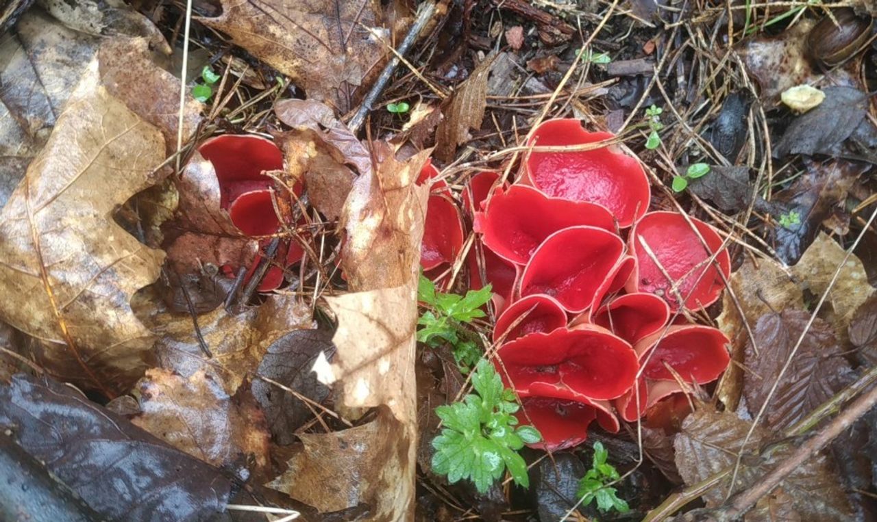 Een rode kelkzwam of krulhaarkelkzwam (foto: Anton en Erwin Vos).