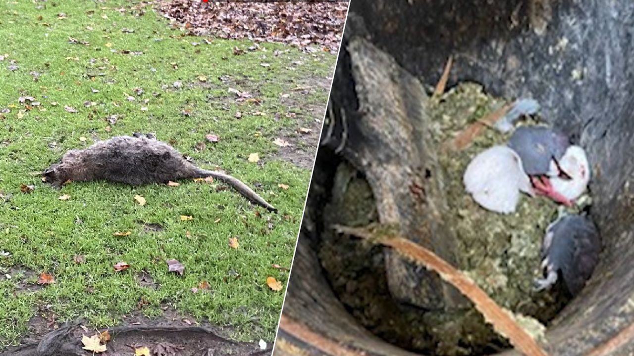 Op beelden zijn een dode walabi en onthoofde duiven te zien (foto: Studio040).