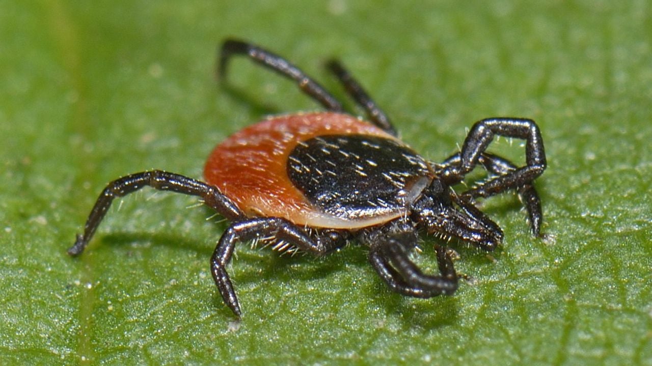 Een zwartbenige teek (foto: Saxifraga/Ab H. Baas).