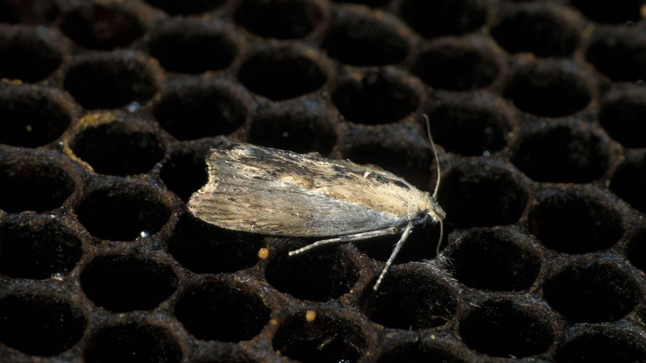 Een grote wasmot (foto: Saxifraga/Frits Bink).