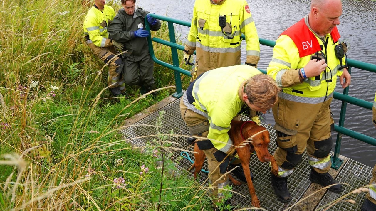 Het was een spannende middag voor hond Bèla en baasje Marion (foto: Bart Meesters / Persbureau Heitink).