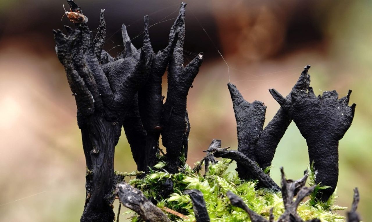 Een rijp geweizwam (foto: Wim van Diem)