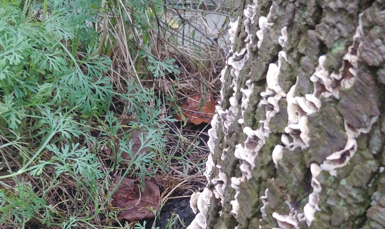 Vermoedelijk de paarse korstzwam (foto: Anny Meijer).