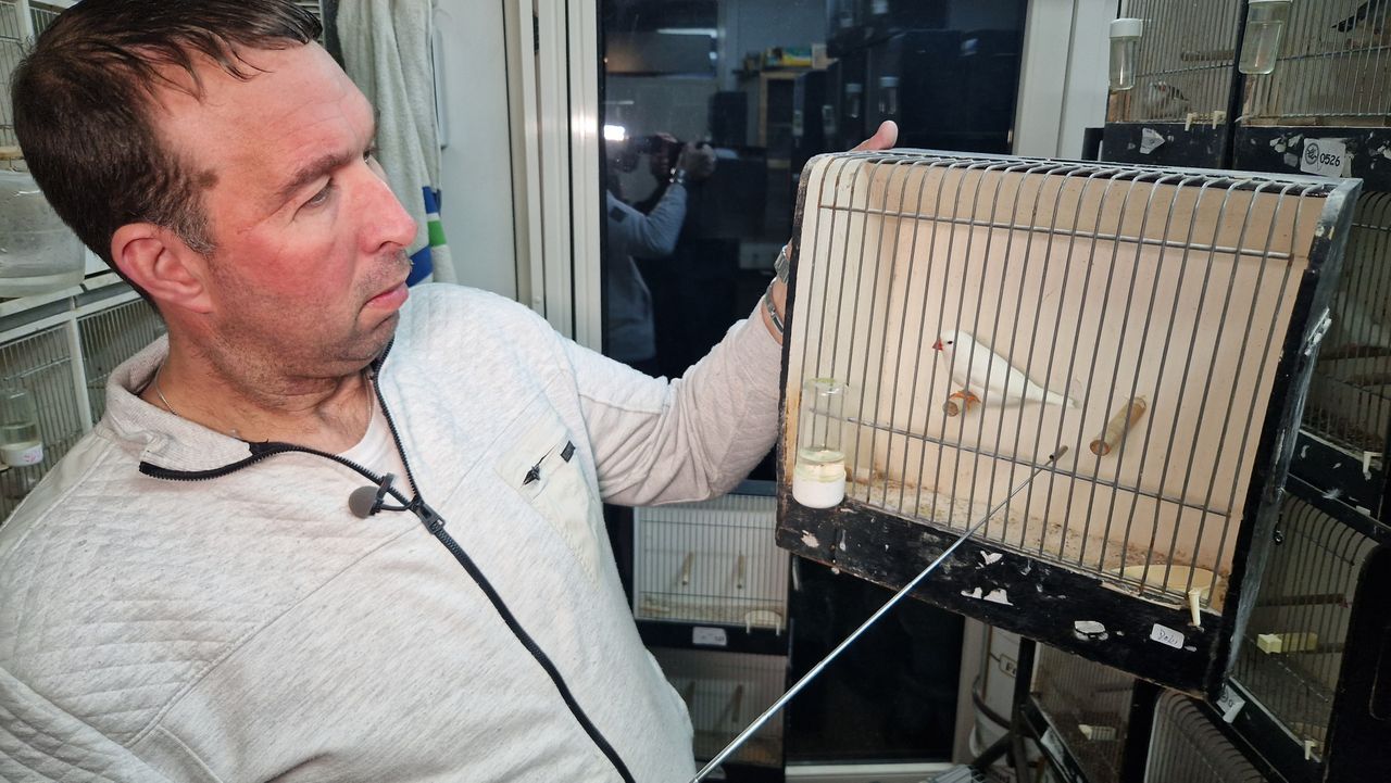 Deze zebravink kan zomaar het WK gaan winnen (foto: Noël van Hooft)
