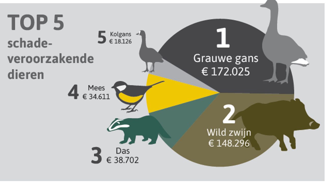 De gans maar ook de mees richten veel schade aan, aangewassen (plaatje: BIJ12)