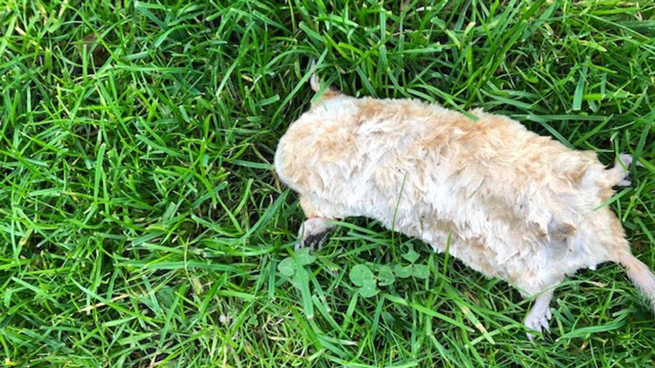 De albino mol ligt nu in de vriezer (foto:Wim van Hal) 