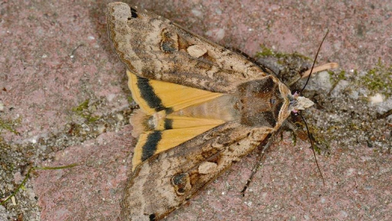 De nachtvlinder huismoeder (foto: Saxifraga/Peter Gergely).