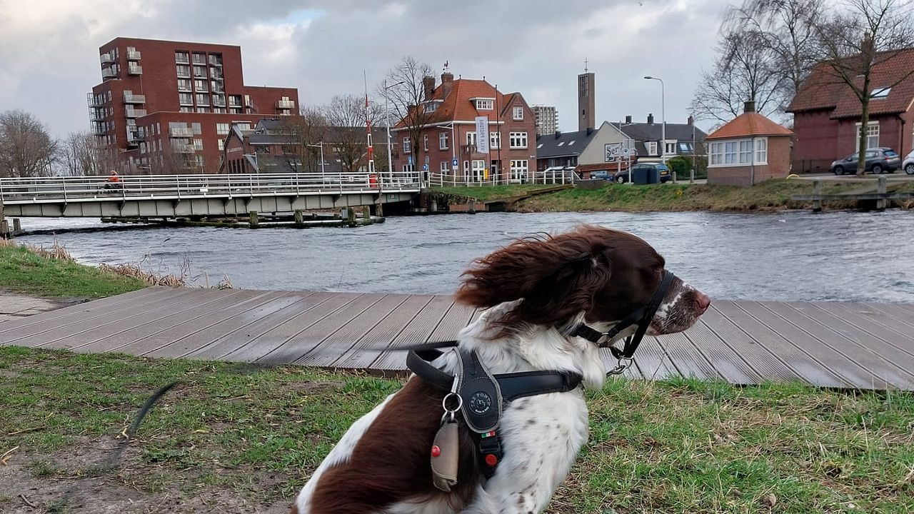 Hond Guus waait bijna weg. (Foto: Rosalie Baeten, Tilburg)