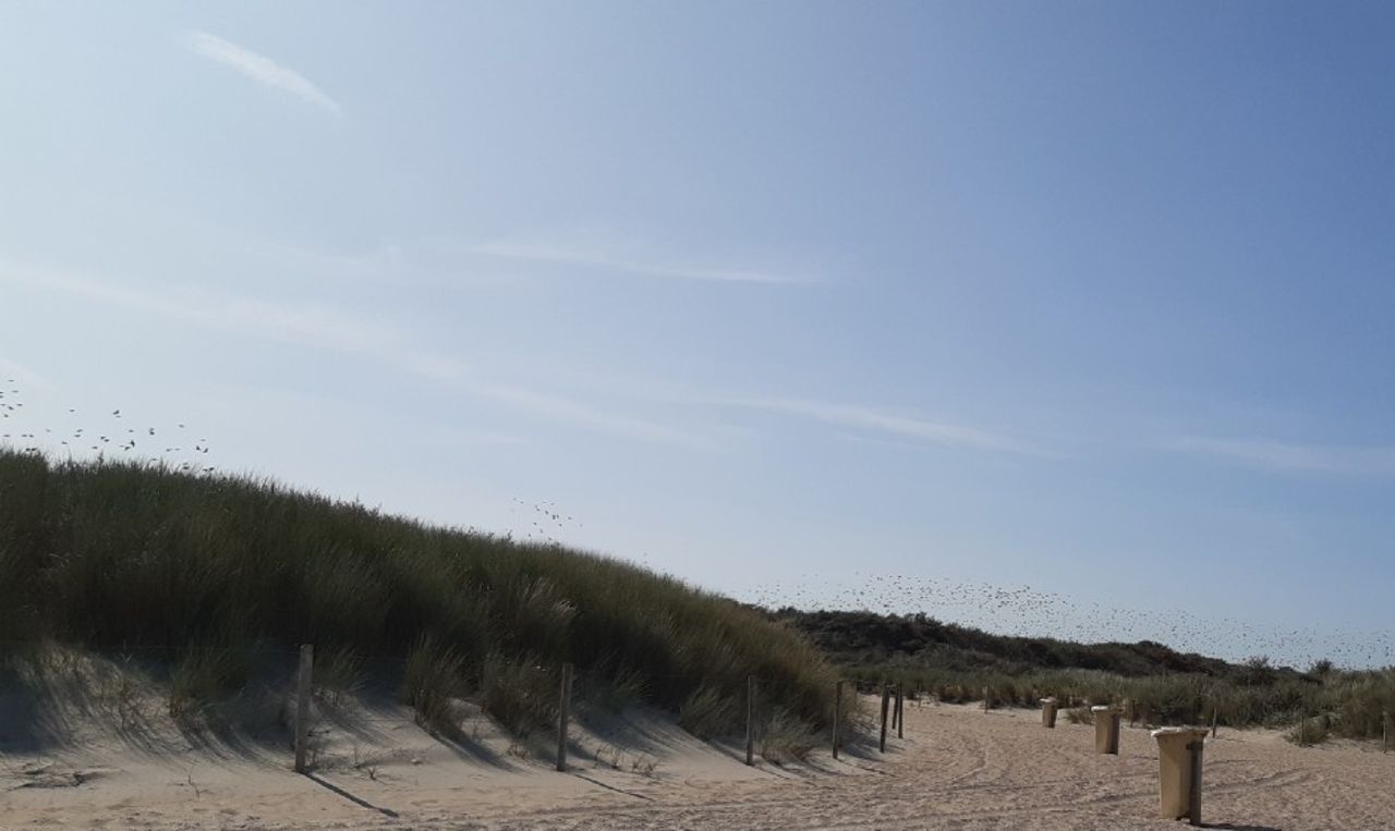 Een klucht spreeuwen (foto: Toos Jacobs).