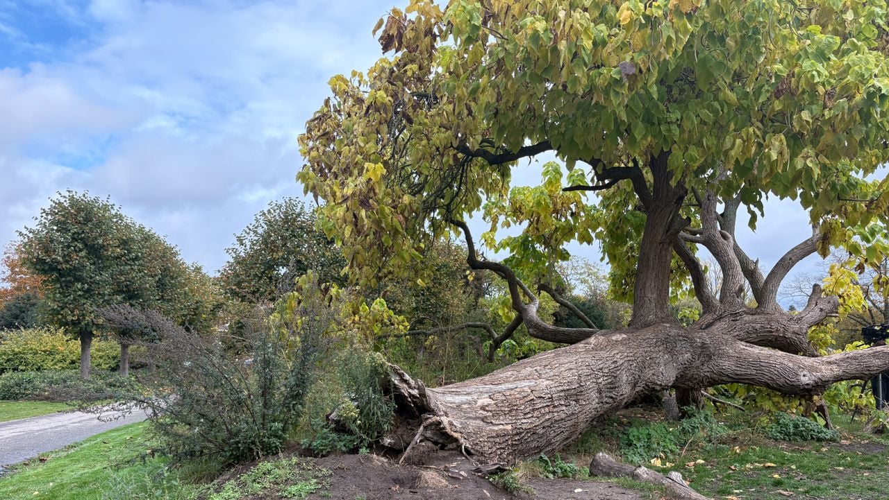 De omgevallen trompetboom (foto: Rogier van Son).