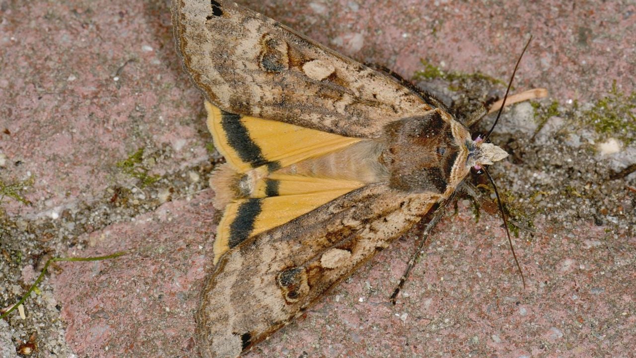 Een huismoeder (foto: Saxifraga/Peter Gergely).