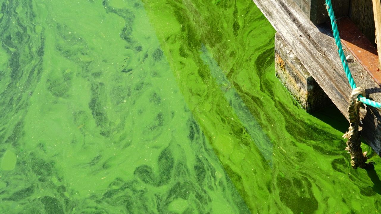 Zo kan het er in plassen met blauwalg uitzien (foto: Toon Boons).