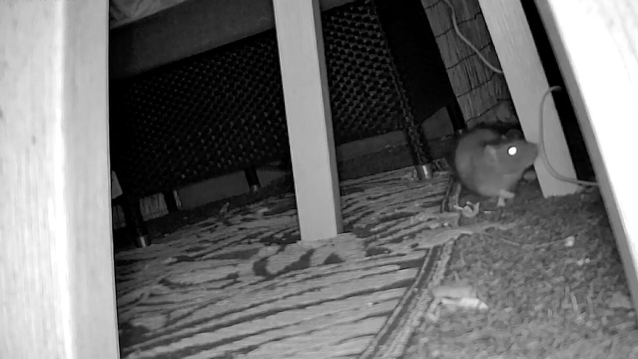 Een rat in Cuijk (foto: Omroep Land van Cuijk).