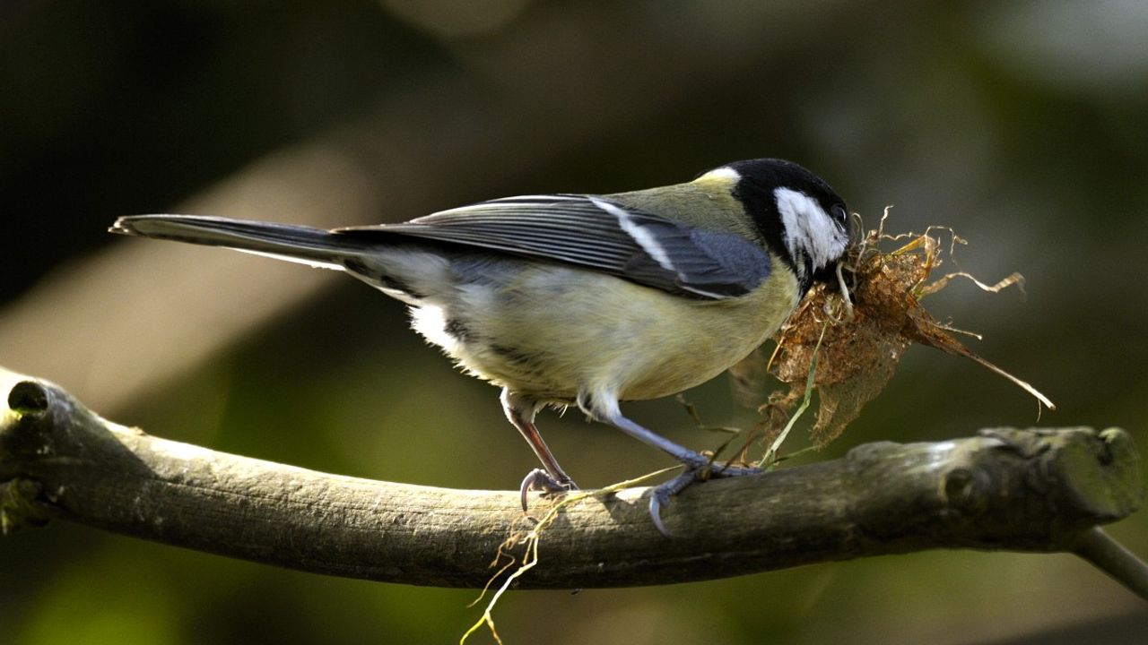 Een koolmees met nestmateriaal (foto: Saxifraga/Piet Munsterman).