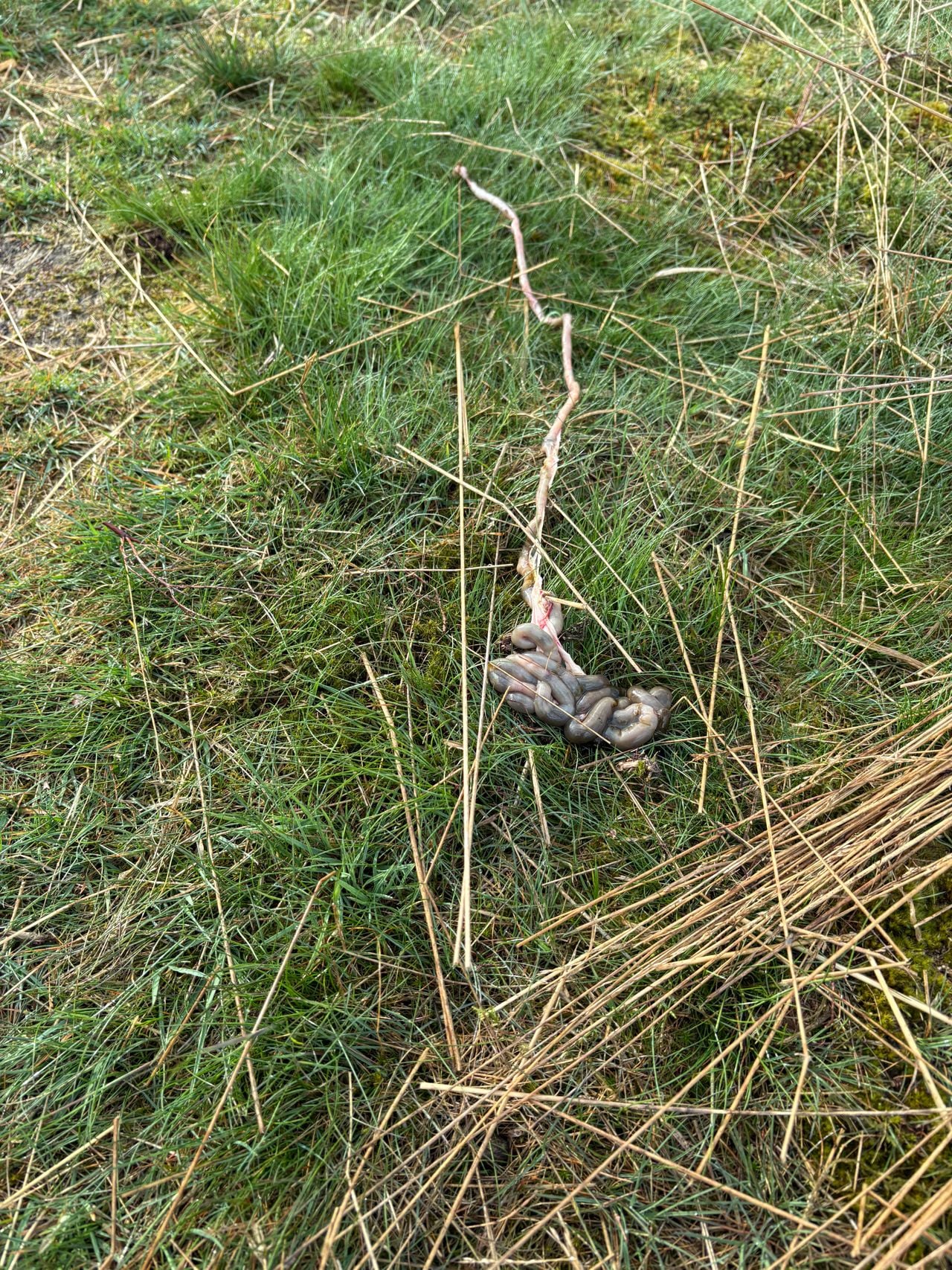 Darmstelsel zoogdier (foto: Desiree Vrolijk).