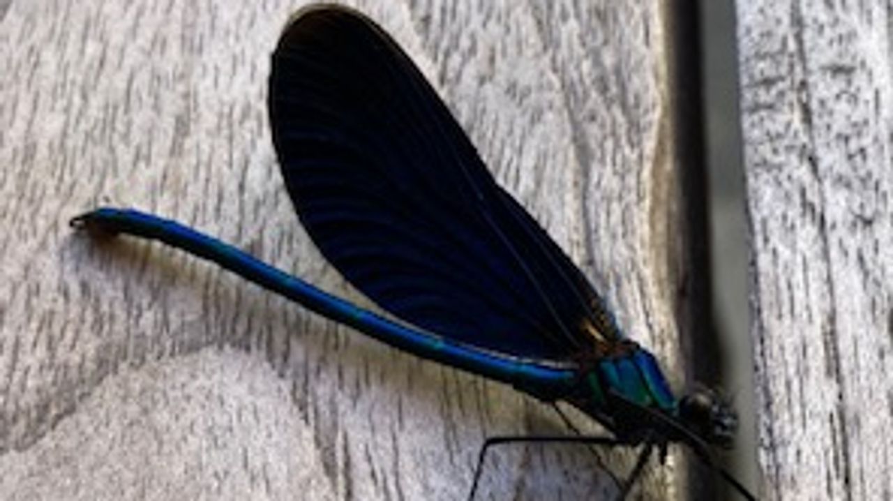 De bosbeekjuffer (foto: Ton van den Broek).
