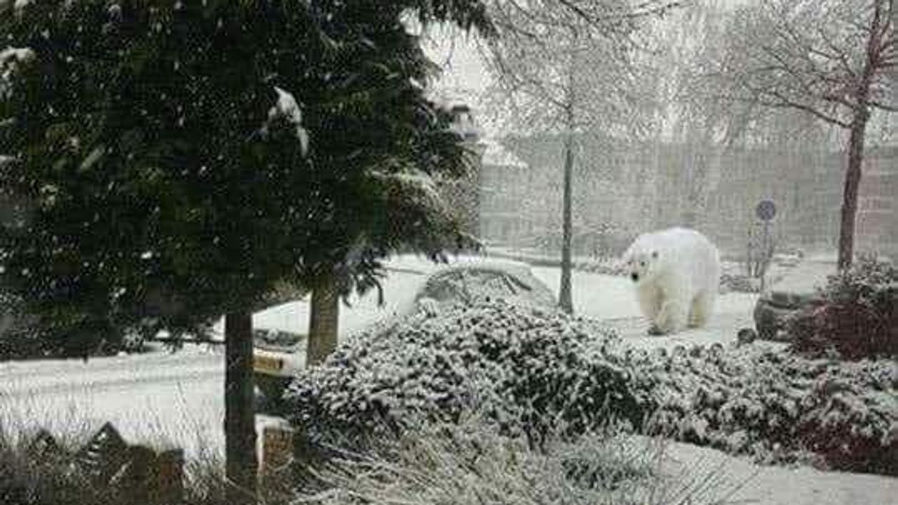 Al na de eerste sneeuwbui, meldt zich in Sint-Oedenrode een ijsbeer. Als dat maar geen nepnieuws is (foto: Chris van Heeswijk).