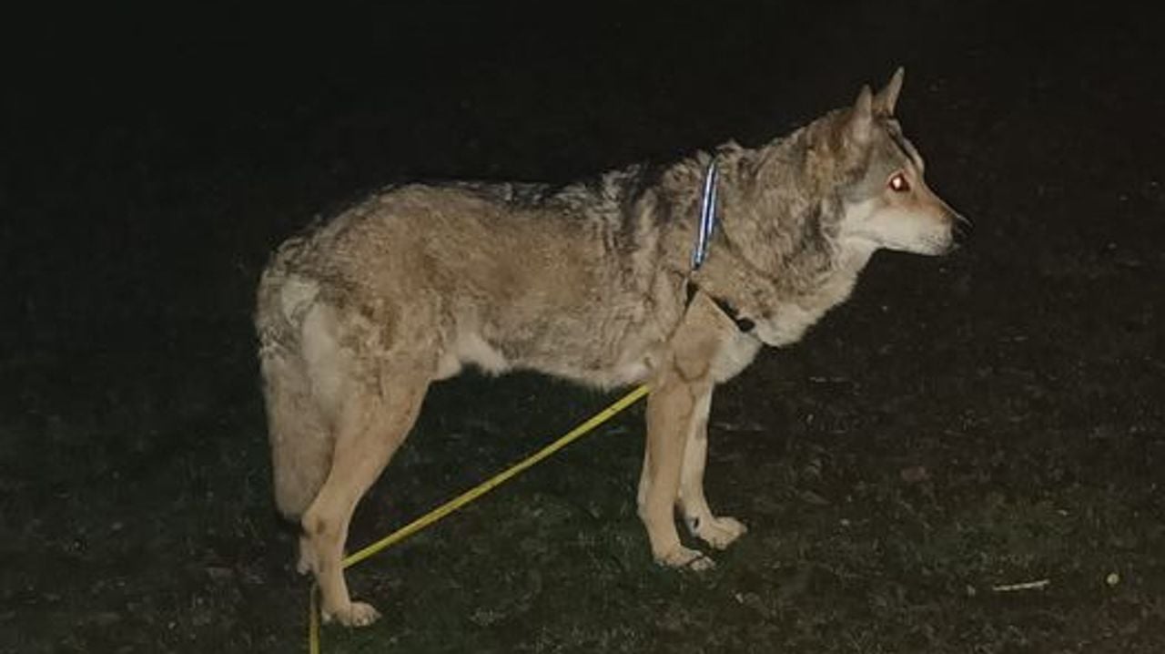 Foto: Facebook/Vera Wolfdogsos