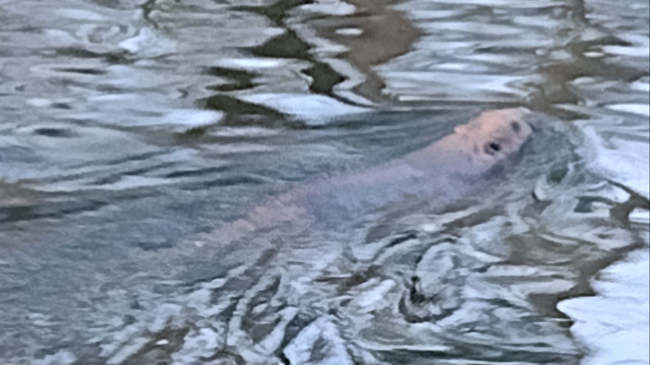 Een bever (foto: Hans van Deursen).