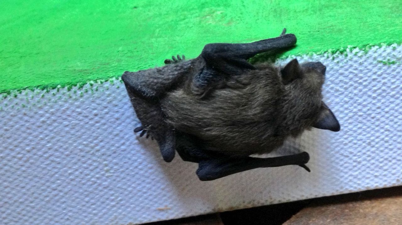 Een gewone dwergvleermuis (foto: Frans Kapteijns).