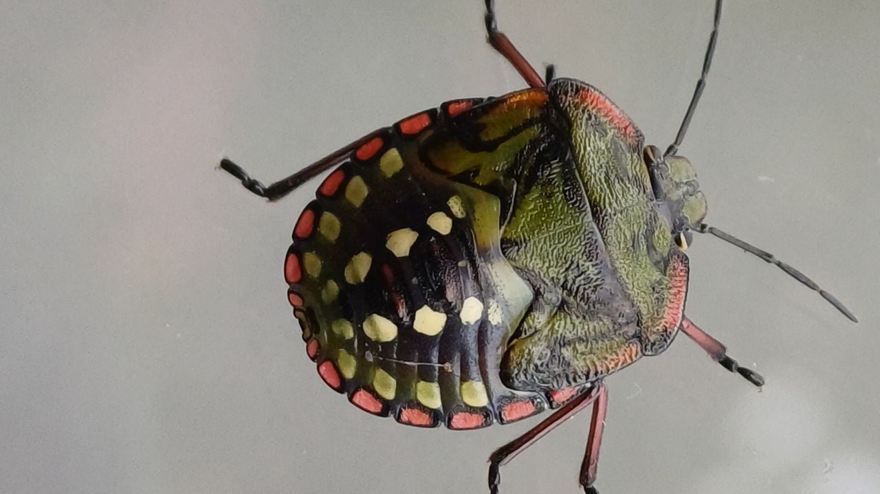 Een zuidelijke groene schildwants (foto: Nicole van Amstel).
