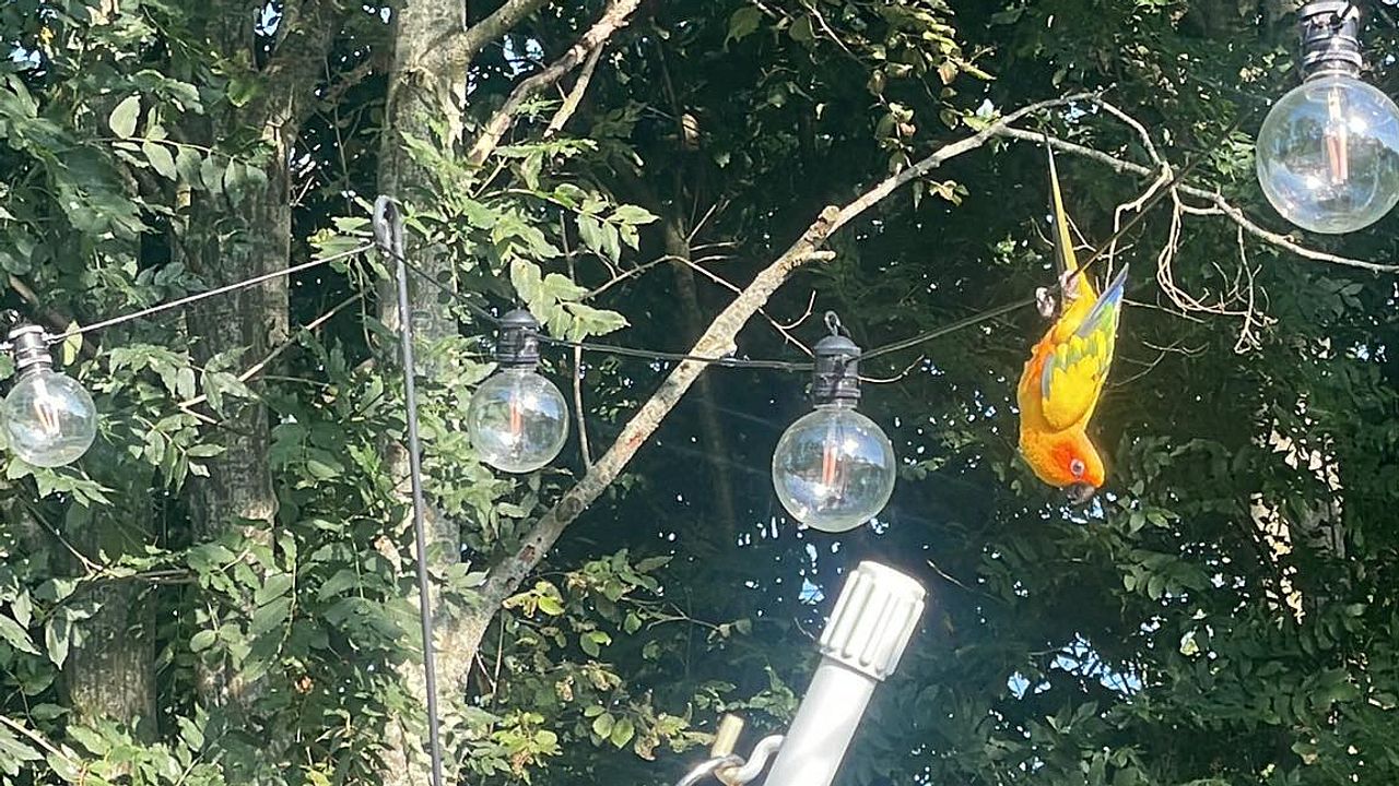 Sunny hangt graag ondersteboven in een boom (Foto: Jacqueline Heeren).