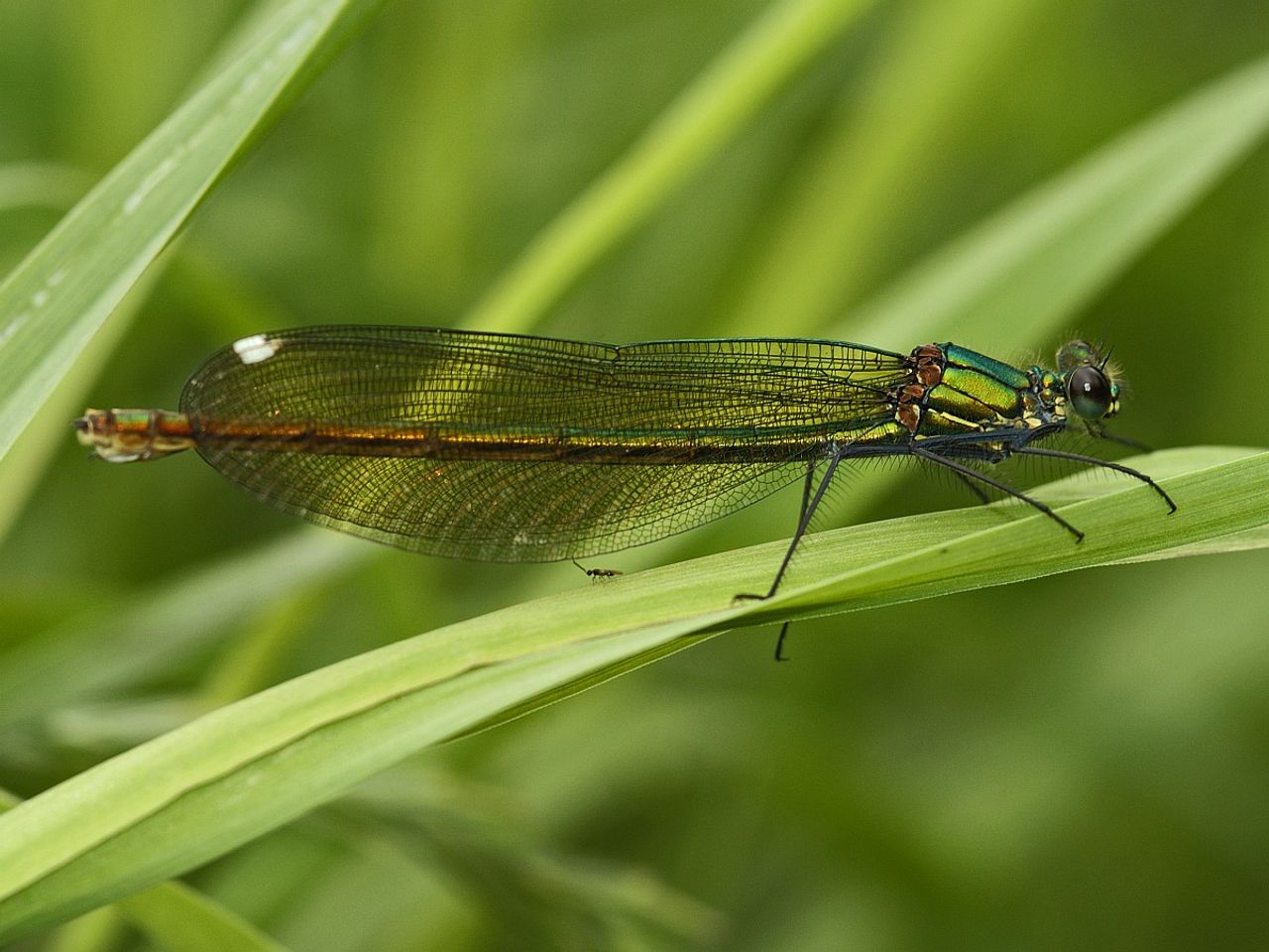 Een weidebeekjuffer met een duidelijk zichtbaar achterlichaam (foto: Saxifraga/Ab H. Baas).