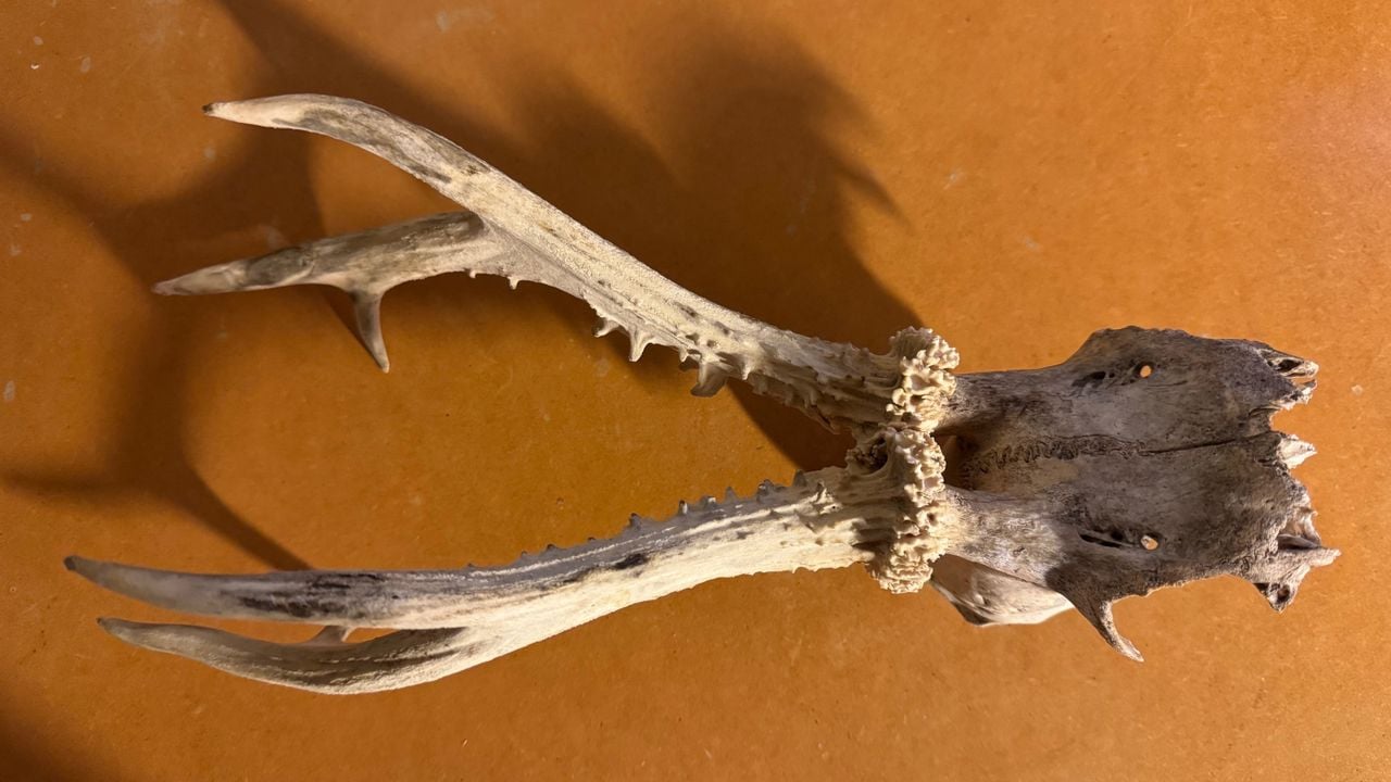 Een schedel van een reebok (foto: Frans Kapteijns).