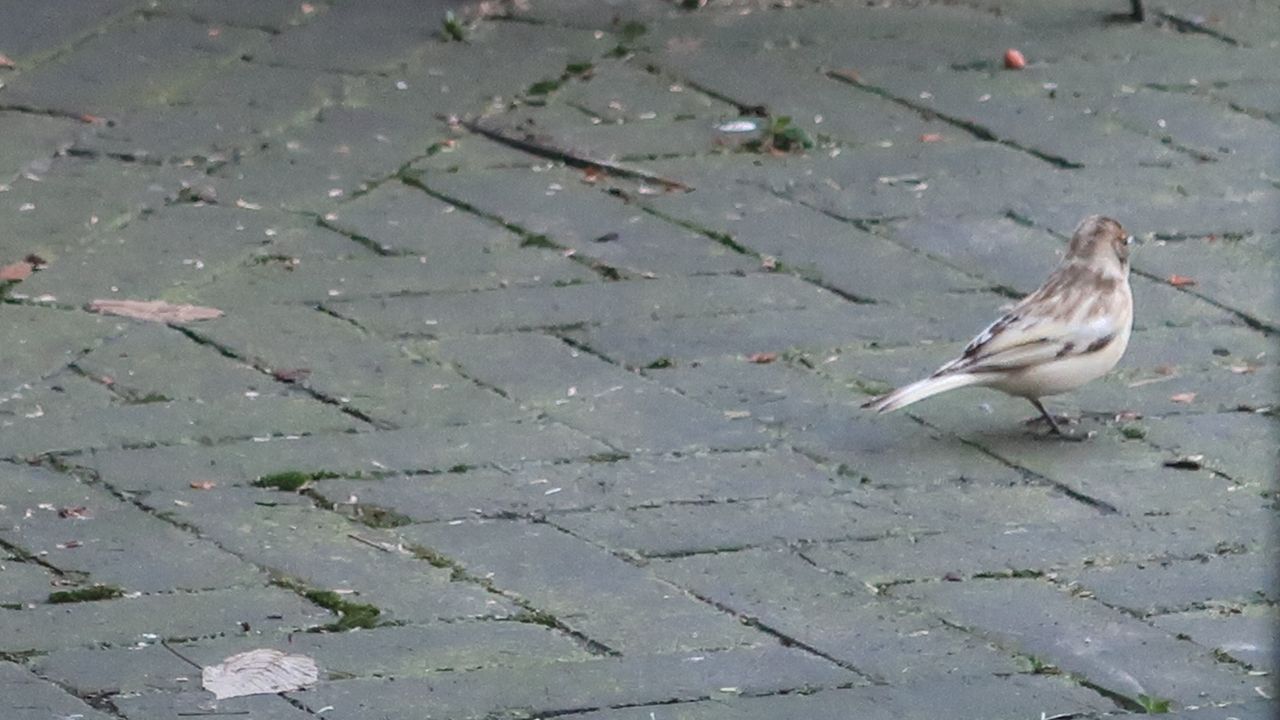 Waarschijnlijk het vrouwtje van een vink (foto: Marjolein Deryckere).