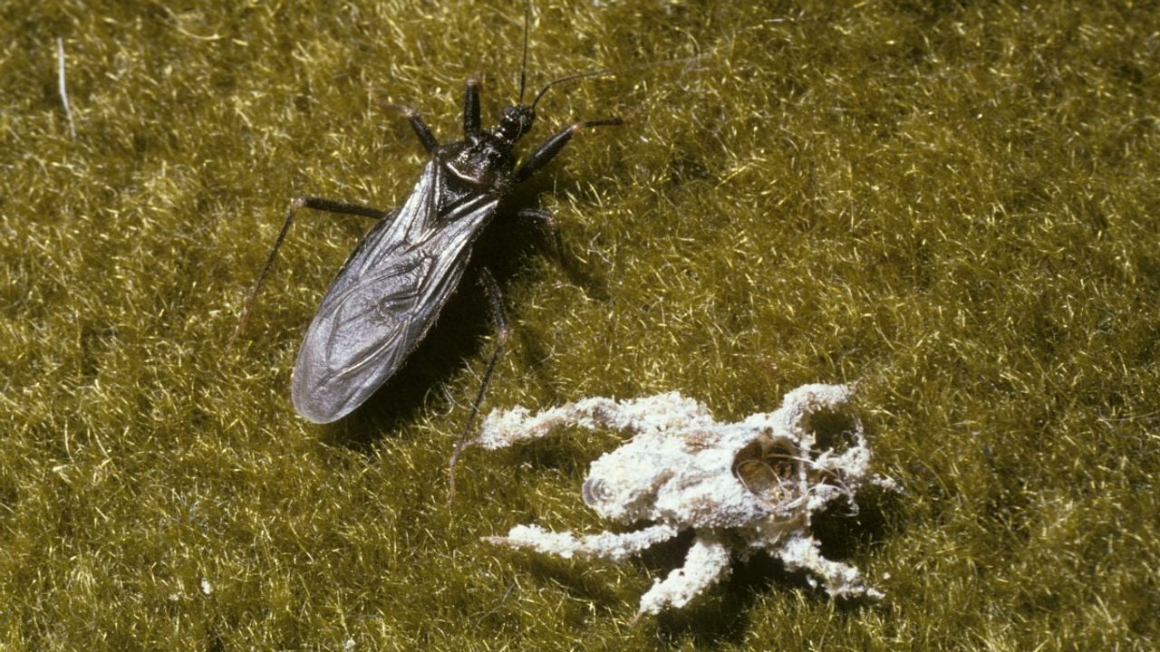 Een maskerwants-imago en een lege nimf (foto: Saxifraga/Pieter van Breugel).