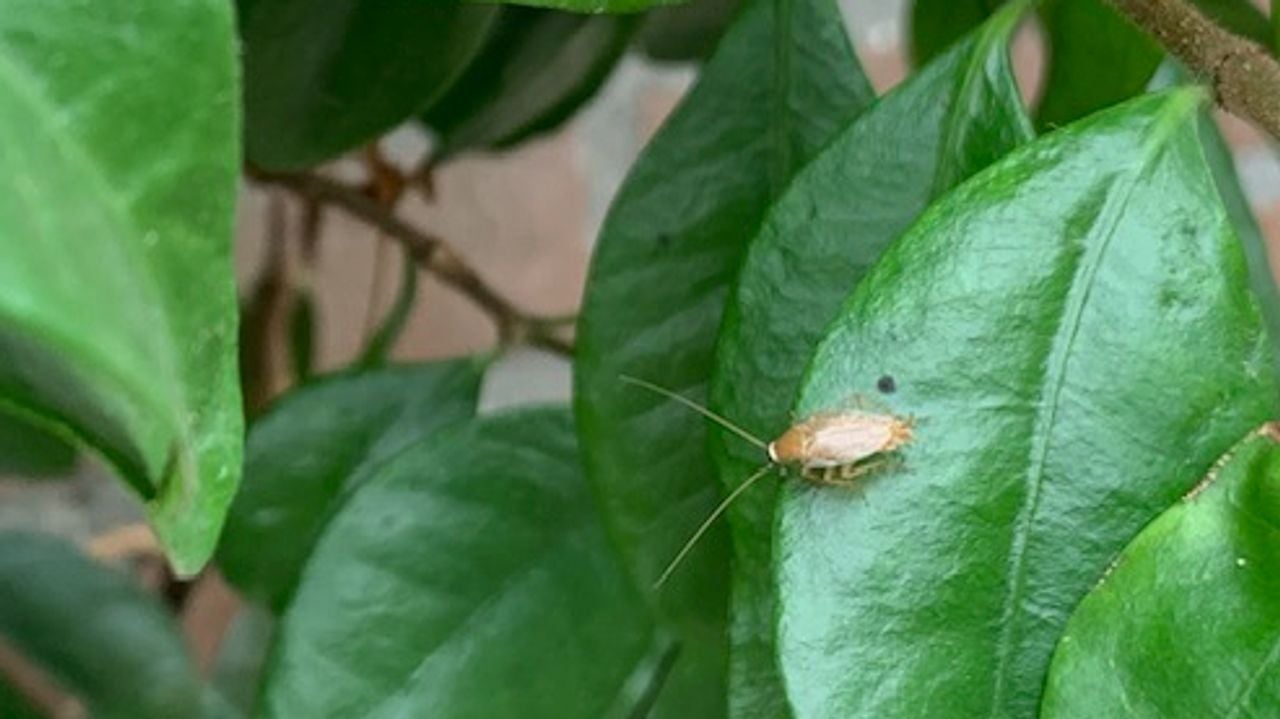 Een bleke kakkerlak (foto: Etiënne van de Wiel).