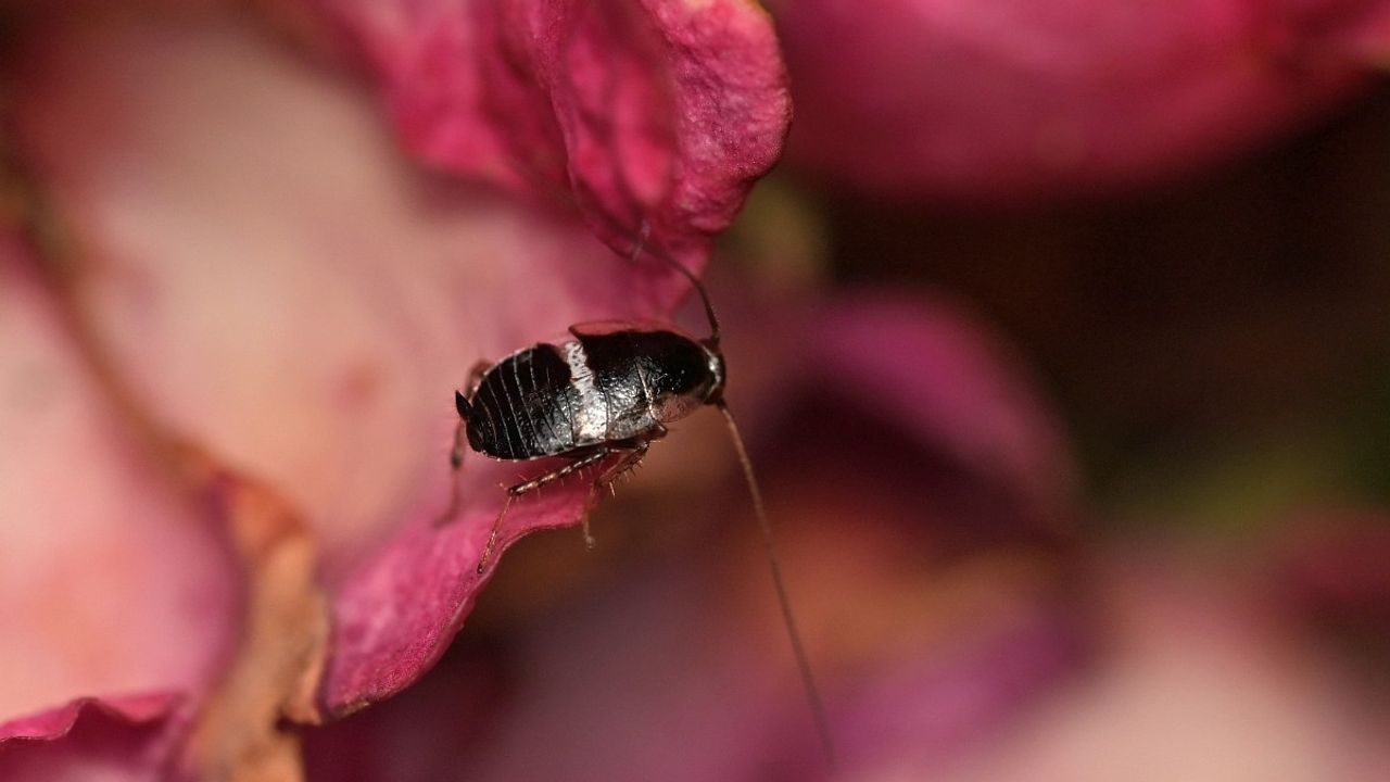 Een volwassen dwarsbandkakkerlak (foto: Saxifraga/Tom Heijnen).