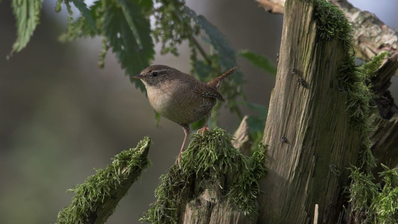 Een winterkoning foto Saxifraga Luc Hoogenstein