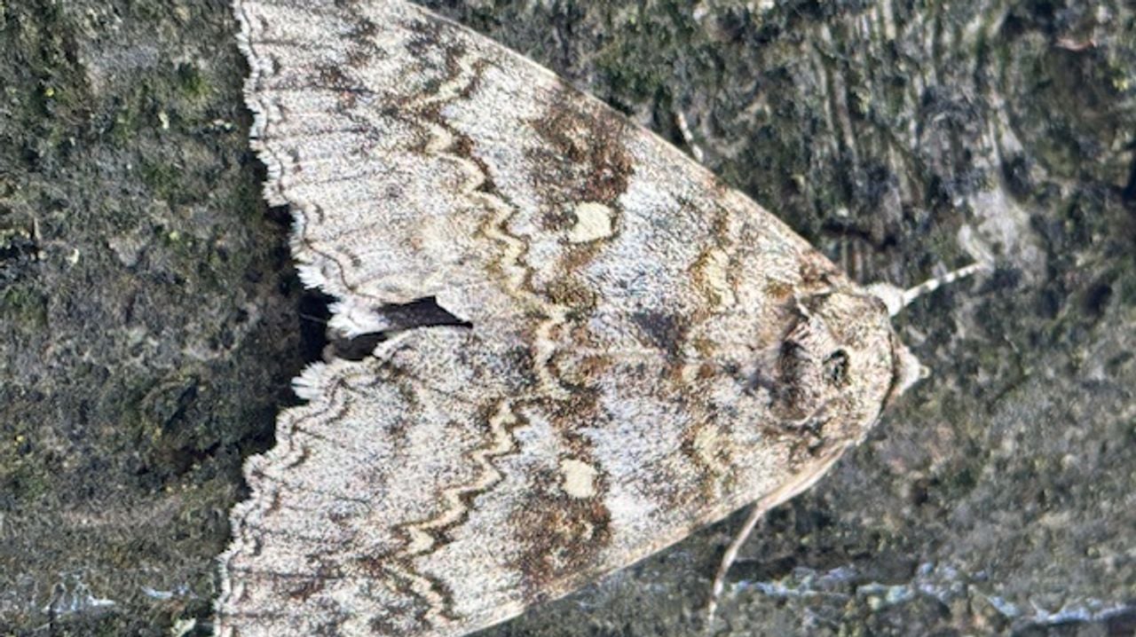 Een blauw weeskind foto Katja Sprenger