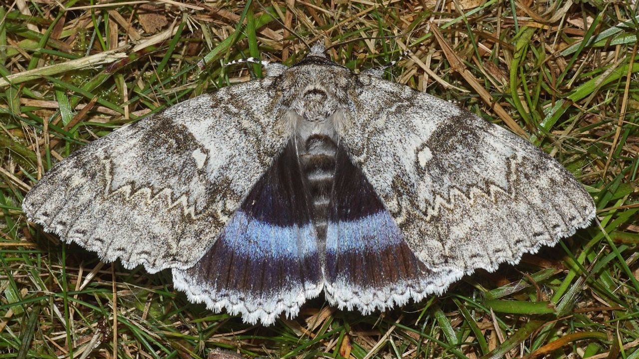 Een blauw weeskind (foto: Saxifraga/Adriaan Dijksen).
