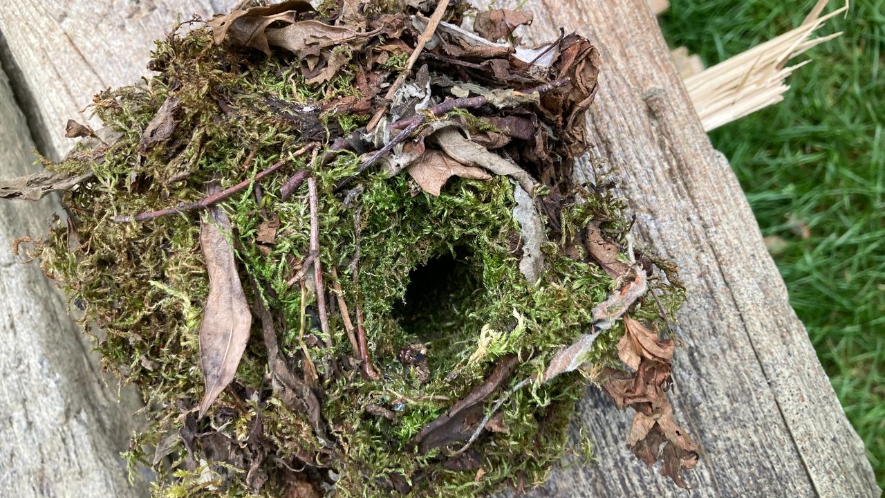 Nestje winterkoning foto Nout Smit