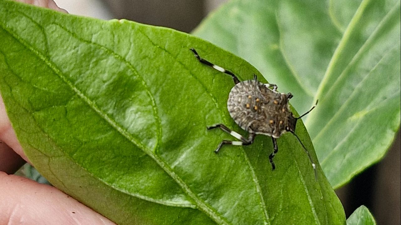 Een bruingemarmerde schildwants (foto: Peter Laumann).