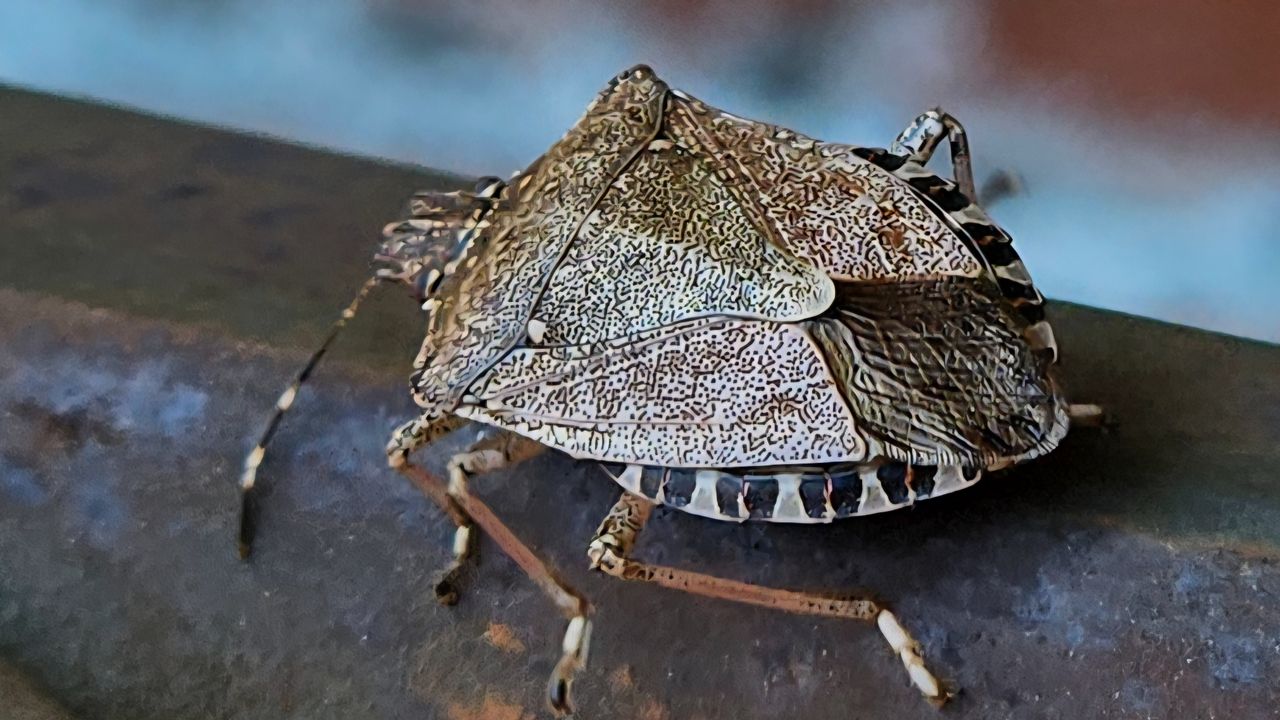 Een bruingemarmerde schildwants (foto: Peter Laumann).