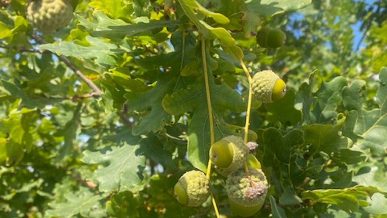 Eikels aan eikels (foto: Frans van Westering).
